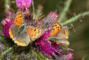 06-6477 Small Copper (Lycaena phlaeas) on Thistle Head.